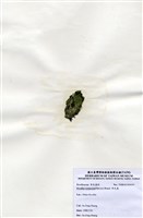 藏品(布氏藻)的圖片